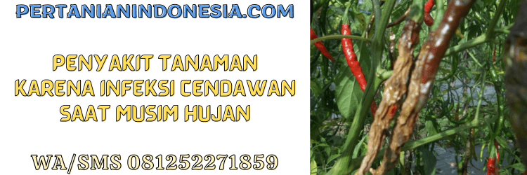 penyakit,tanaman,infeksi,cendawan,musim penghujan,pertanian indonesia
